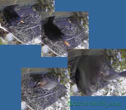 Blackbird pair at monitored site, 6 May 2013
