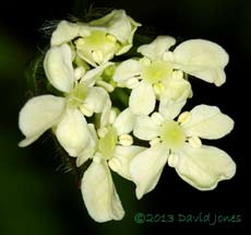 Hedge Parsley close-up of flowers, 6 May 2013