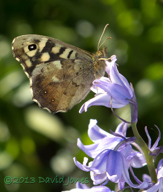 Speckled Wood butterfly feeds at Bluebell, 7 May 2013