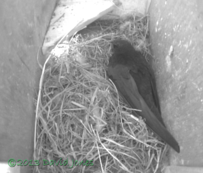 First Swift returns to SW(le), 7 May 2013