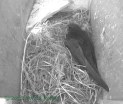 First Swift returns to SW(le), 7 May 2013