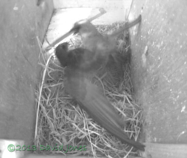 Male Sparrow confronts Swift in SW(le), 7 May 2013