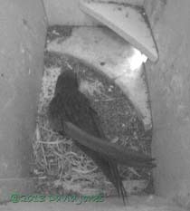 First Swift arrives in SW(ri) tonight, 7 May 2013