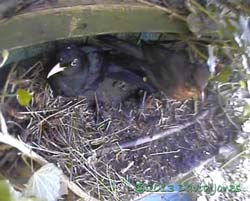 Blackbird pair at monitored site, 8 May 2013