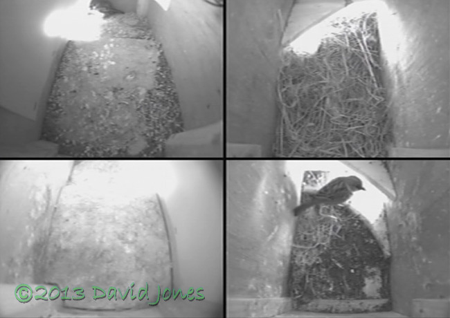 Sparrows in Swift boxes, 9 May 2013