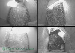 Sparrows in Swift boxes, 9 May 2013