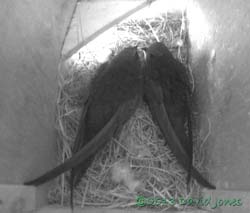 Breeding pair of Swifts settle down together in SW(le), 9 May 2013