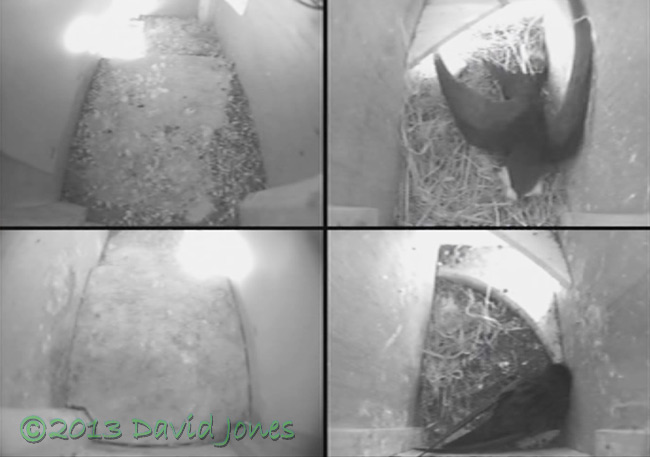 Swift returns to SW(le) with 'fluffy stuff', 9 May 2013