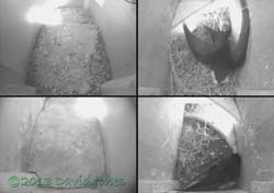 Swift returns to SW(le) with 'fluffy stuff', 9 May 2013