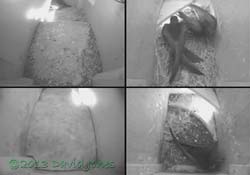 Second Swift arrives in SW(le), 9 May 2013