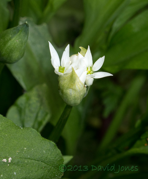 Wild Garlic (Ramson) begins to flower, 9 May 2013