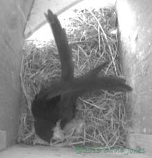 Swift brings downy feathers(?) into SW(le), 11 May 2013