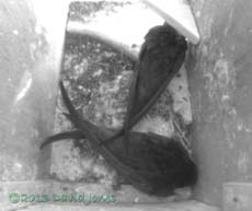 The Swifts in SW(ri) just before 10am, 5 June 2013