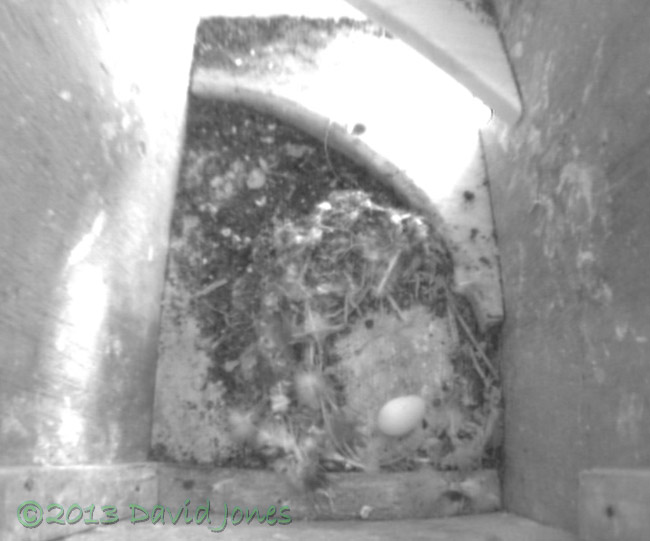 Swift egg left unattended, 5 June 2013