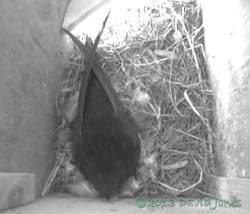 Incubation continues in SW(le), 5 June 2013