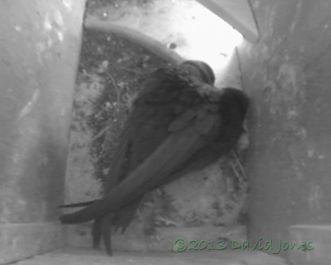 The Swift pair in SW(ri) early this morning, 5 June 2013