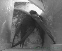 The Swifts in SW(ri) reveal their first egg, 5 June 2013