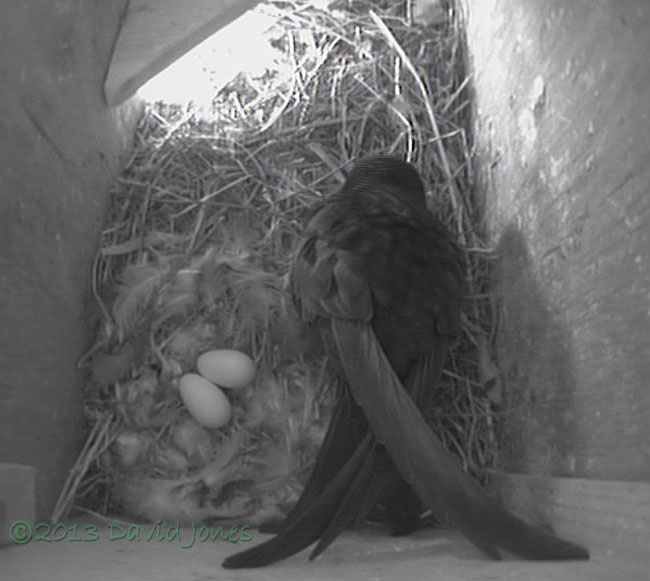 The eggs in SW(le) are uncovered, 6 June 2013