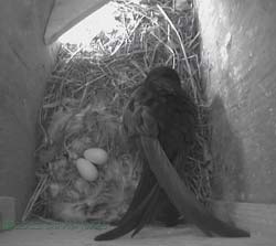 The eggs in SW(le) are uncovered, 6 June 2013