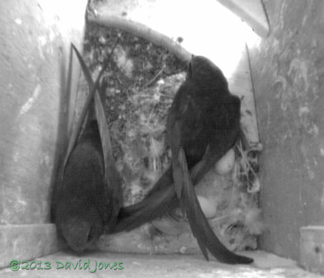 First glimpse of two eggs in SW(ri), 7 June 2013