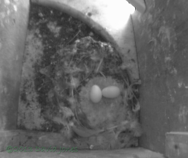 The two eggs in SW(ri) are left unattended, 7 June 2013