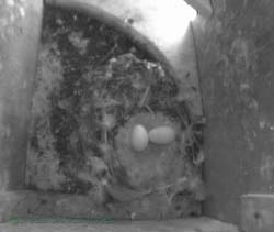 The two eggs in SW(ri) are left unattended, 7 June 2013