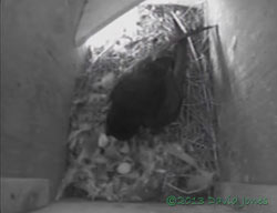 Poor quality image of first chick to hatch in SW(le), 16 June 2013
