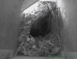Poor quality image of first chick to hatch in SW(le) - showing second egg still intact, 16 June 2013