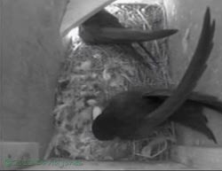 Poor images showing chick and egg in SW(le) today, 17 June 2013