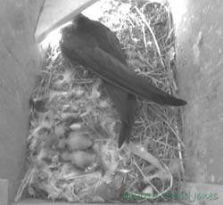 The Swift chicks in SW(le) today, 18 June 2013