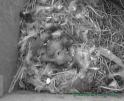 The Swift chicks in SW(le) today - close-up, 18 June 2013
