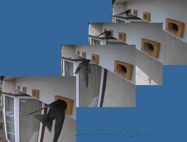 Swifts visiting nest boxes at front of house today, 19 June 2013