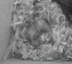 The Swift chicks in SW(le) today - close-up, 19 June 2013