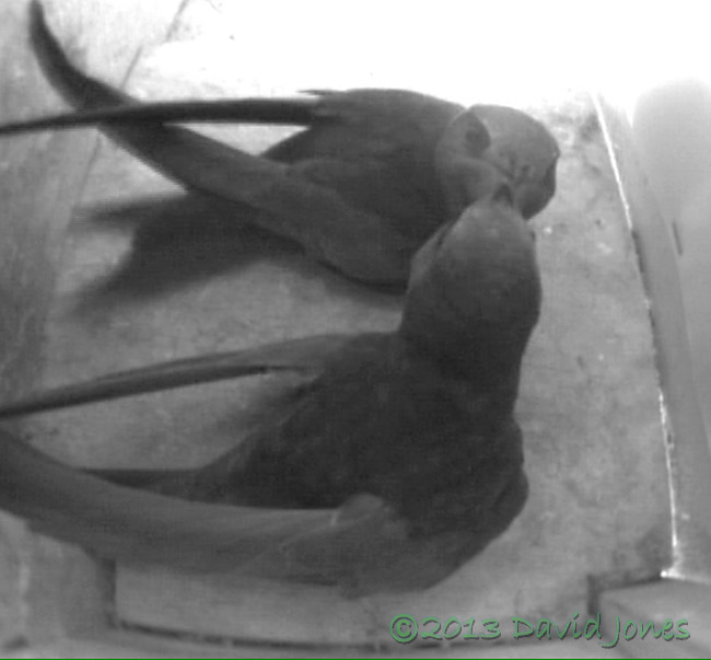 A Swift pair move into SW(lo), 20 May 2013