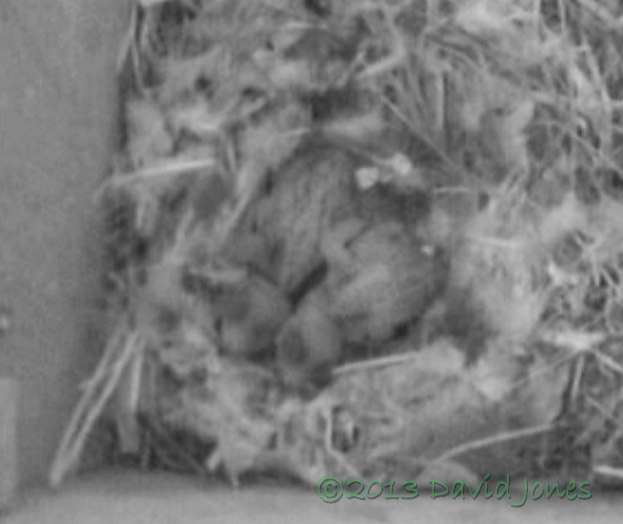 The Swift chicks in SW(le), 20 June 2013