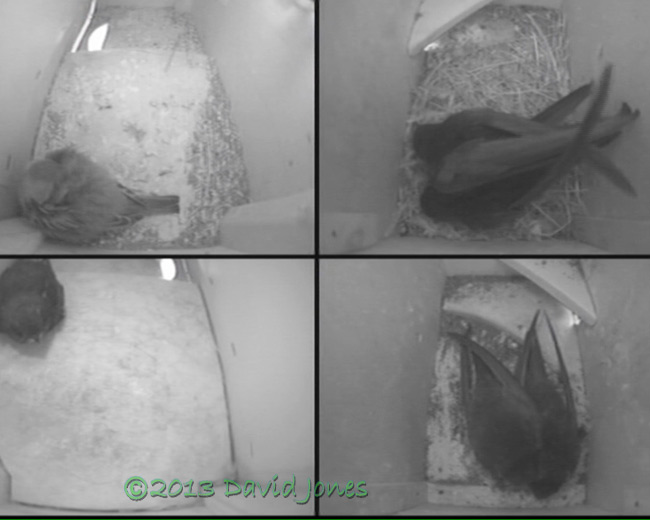 Swift webcam image at 5am, 22 June 2013