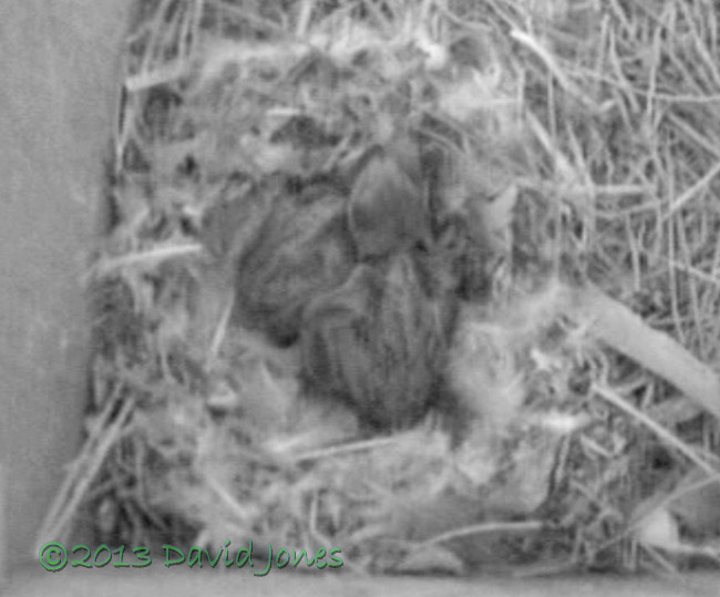 The chicks in SW(le), 22 June 2013