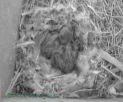 The chicks in SW(le), 22 June 2013