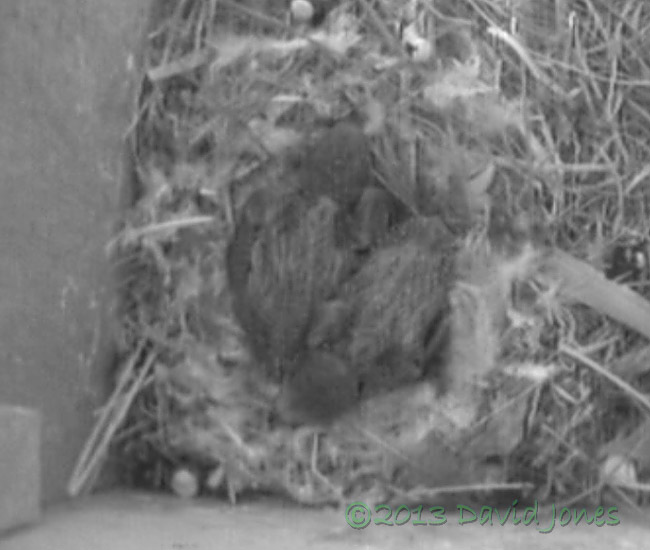 Swift chicks in SW(le) - 7/8 days old, 24 June 2013