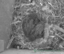 Swift chicks in SW(le) - 7/8 days old, 24 June 2013