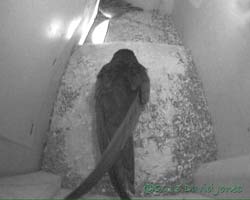 Swift and Sparrow share SW(up) for a while, 25 June 2013