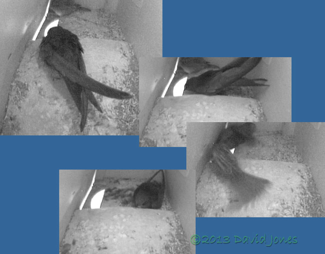 Swift evicts Sparrow from SW(up), 25 June 2013