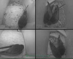 Swifts in both upper and lower boxes at 11am, 25 June 2013