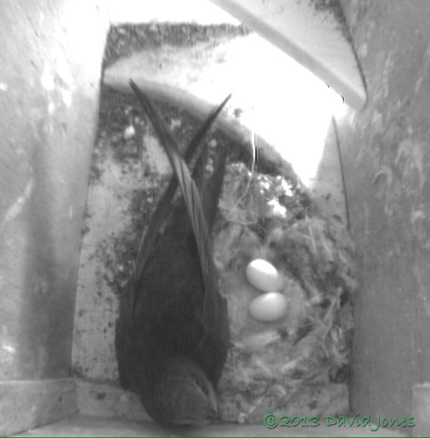 Swift in SW(ri) with eggs this evening, 25 June 2013