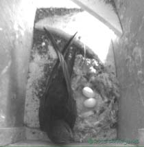 Swift in SW(ri) with eggs this evening, 25 June 2013