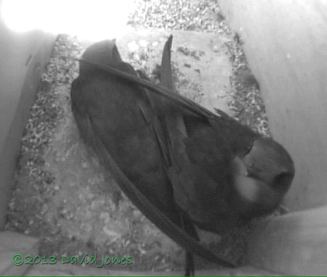 Swift pair in SW(up) this afternoon, 26 June 2013