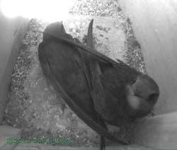 Swift pair in SW(up) this afternoon, 26 June 2013
