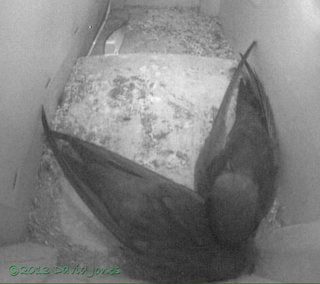 Swift pair in SW(up) tonight, 26 June 2013