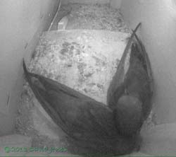 Swift pair in SW(up) tonight, 26 June 2013