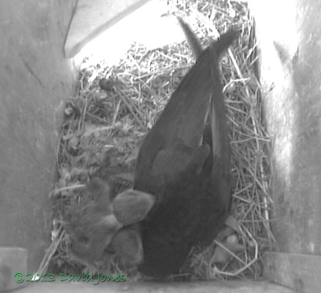 Swift and chicks in SW(le) this afternoon, 26 June 2013